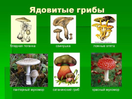 Осторожно, грибы! Осторожно, грибы!.